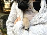 Oyuncu Pug Yavrular