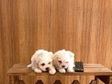 Teacup Maltese Terrier Bebekler