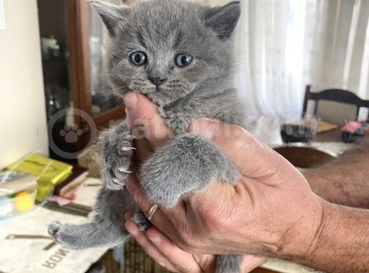 British Shorthair Oyuncu Ve Sevgi Delisi görsel