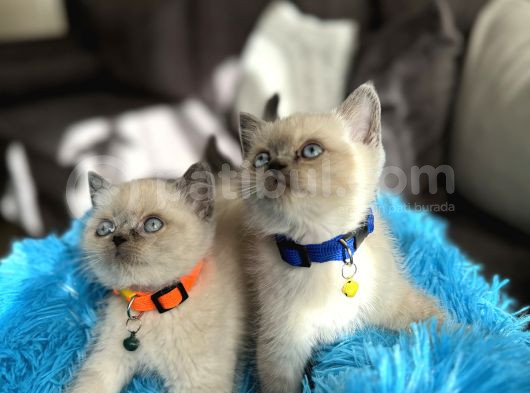 Safkan British Shorthair Bluepoint Yavrular görsel