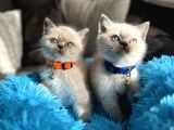 Safkan British Shorthair Bluepoint Yavrular