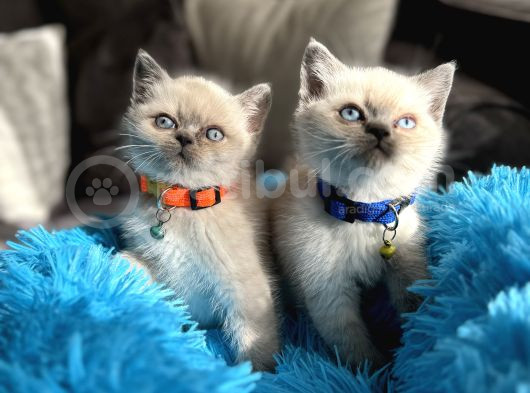 Safkan British Shorthair Bluepoint Yavrular
