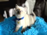Safkan British Shorthair Bluepoint Yavrular