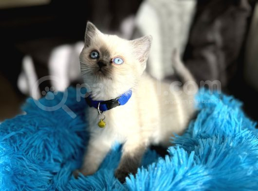 Safkan British Shorthair Bluepoint Yavrular görsel