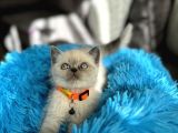 Safkan British Shorthair Bluepoint Yavrular