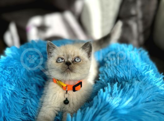 Safkan British Shorthair Bluepoint Yavrular görsel