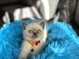 Safkan British Shorthair Bluepoint Yavrular