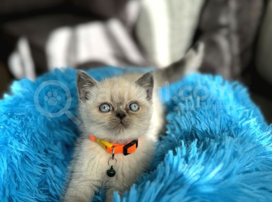 Safkan British Shorthair Bluepoint Yavrular görsel