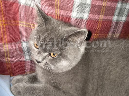 Yavru Bri̇ti̇sh Shorthai̇r Erkek görsel