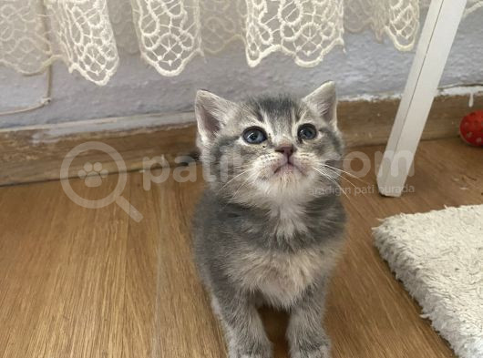 40 Günlük Yavrularımız Rezerveye Açık görsel