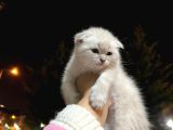 Teslime Hazır Dünya Tatlısı Dişi Scottish Fold