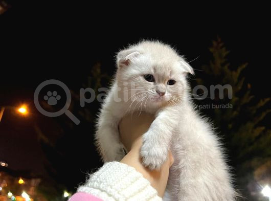 Teslime Hazır Dünya Tatlısı Dişi Scottish Fold