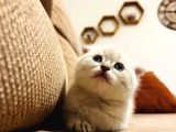 Teslime Hazır Dünya Tatlısı Dişi Scottish Fold
