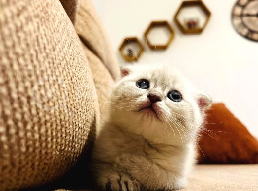 Teslime Hazır Dünya Tatlısı Dişi Scottish Fold görsel