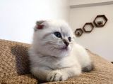 Teslime Hazır Dünya Tatlısı Dişi Scottish Fold
