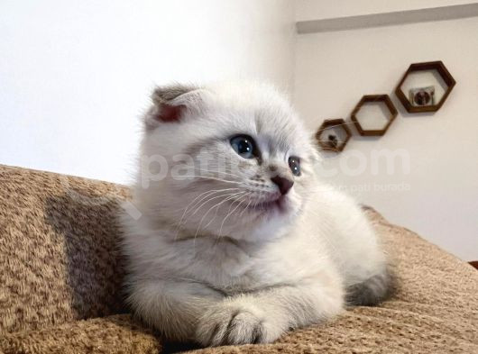 Teslime Hazır Dünya Tatlısı Dişi Scottish Fold görsel