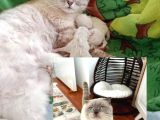 Teslime Hazır Dünya Tatlısı Dişi Scottish Fold
