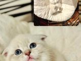 Teslime Hazır Dünya Tatlısı Dişi Scottish Fold
