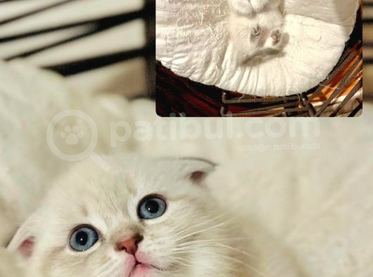 Teslime Hazır Dünya Tatlısı Dişi Scottish Fold görsel