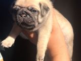 Oyuncu Pug Yavrular