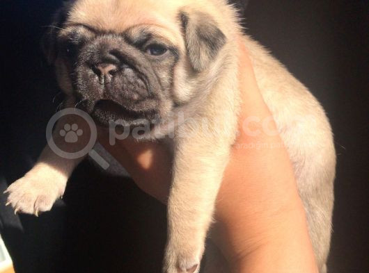 Oyuncu Pug Yavrular görsel