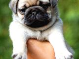 Pug Yavrularimiz