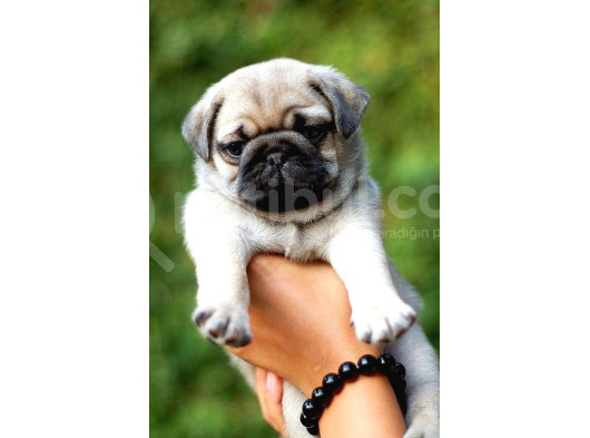 Pug Yavrularimiz görsel