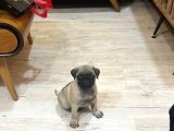 Oyuncu Pug Yavrular