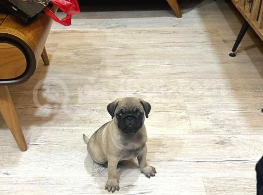 Oyuncu Pug Yavrular görsel