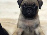 Oyuncu pug yavrular
