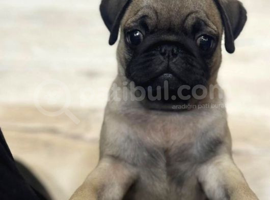 Oyuncu Pug Yavrular