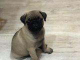 Oyuncu Pug Yavrular