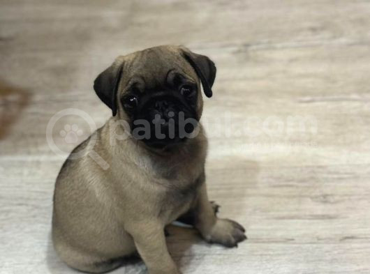 Oyuncu Pug Yavrular görsel