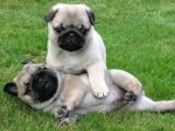Pug Yavrularimiz