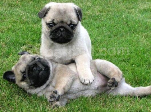 Pug Yavrularimiz görsel