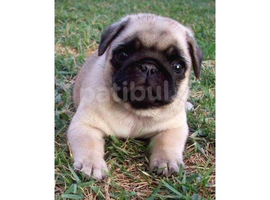 Ust Kalite Pug Yavrularim görsel