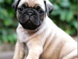 Ust Kalite Pug Yavrularim