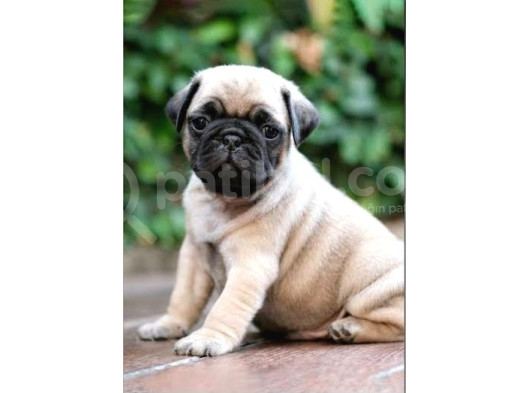 Ust Kalite Pug Yavrularim görsel