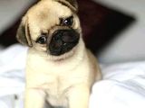 PUG YAVRULARIMIZ