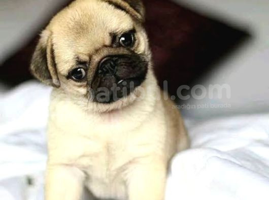 Pug Yavrularimiz