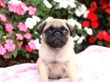 PUG YAVRULARIMIZ