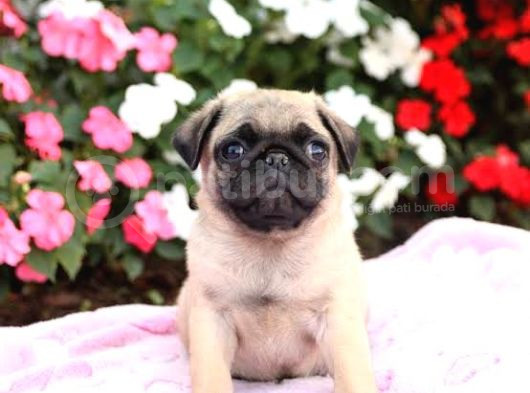 Pug Yavrularimiz