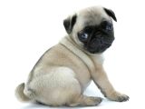 Show Kalite Pug Yavrularimiz