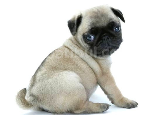 Show Kalite Pug Yavrularimiz görsel