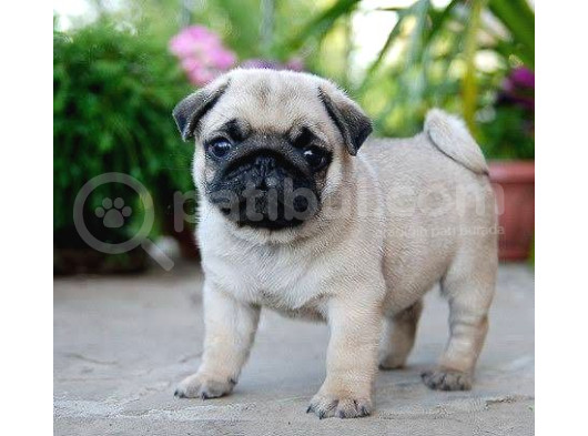 Ust Kalite Pug Yavrularim