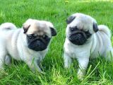 PUG YAVRULARIMIZ