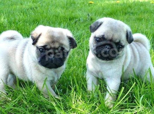 Pug Yavrularimiz
