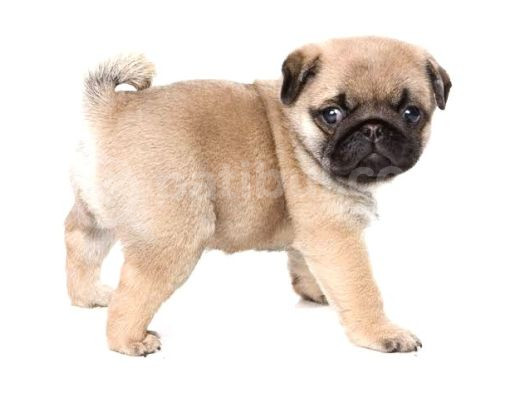 Show Kalite Pug Yavrularimiz