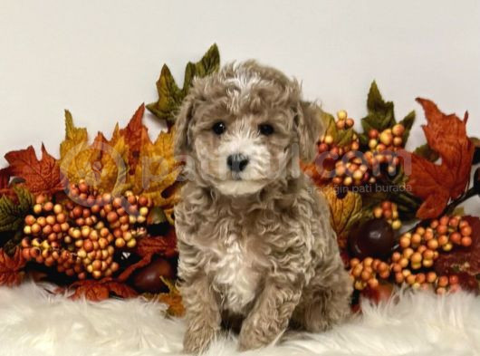 Teacup 2 Kg Garanti̇si̇ Altinda Kirmizi Red Tooy Poodle görsel