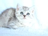 Kalitede Silver Ns24 British Shorthair